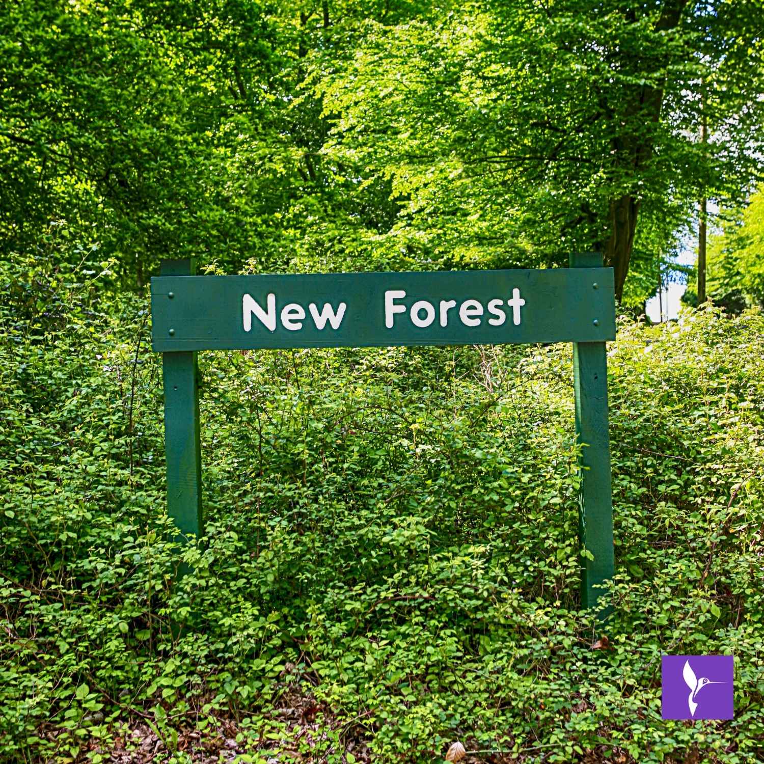 New Forest uk